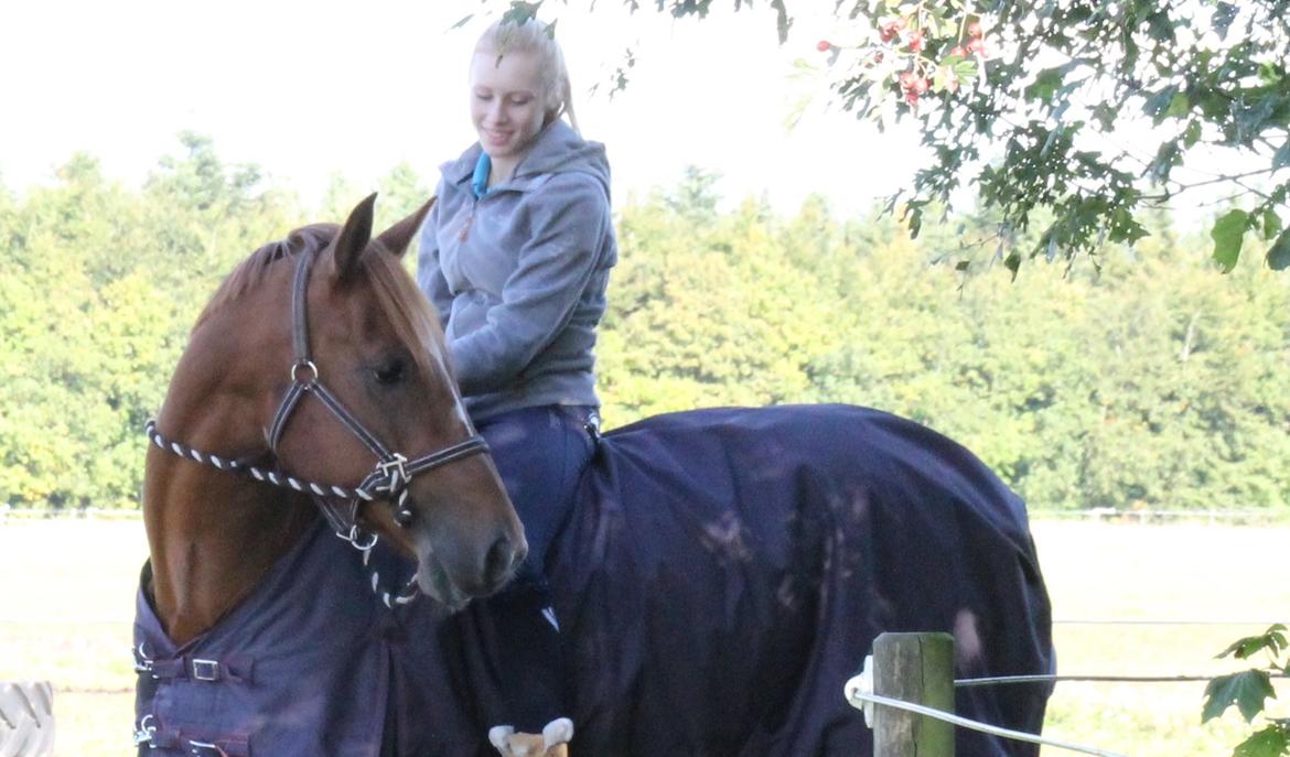 Holstener Figaro af Tjørnely - Velkommen til Figaro af Tjørnely's profil <3  billede 1