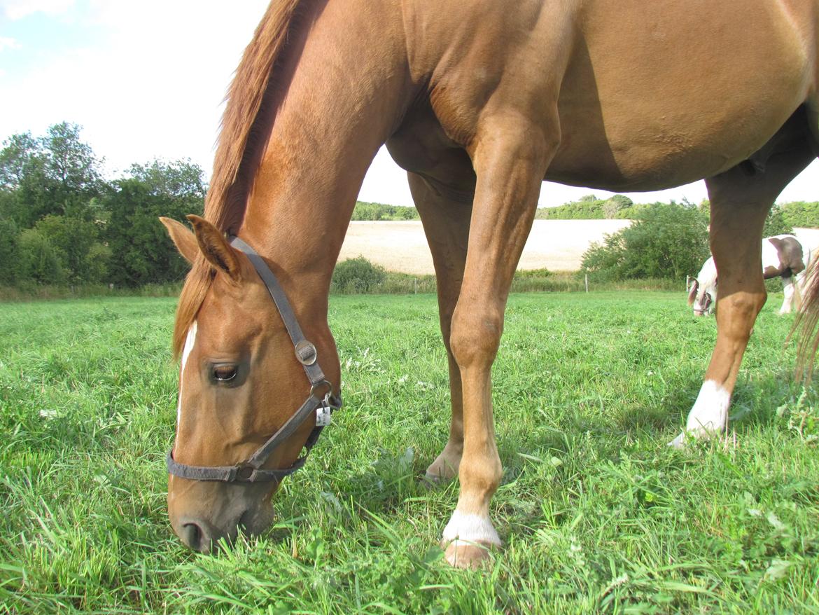 Holstener Figaro af Tjørnely billede 2
