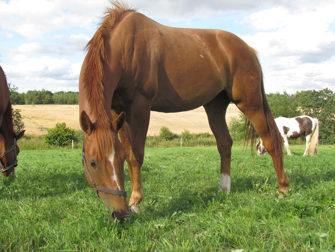 Holstener Figaro af Tjørnely billede 3