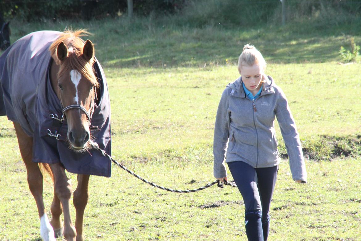 Holstener Figaro af Tjørnely billede 4