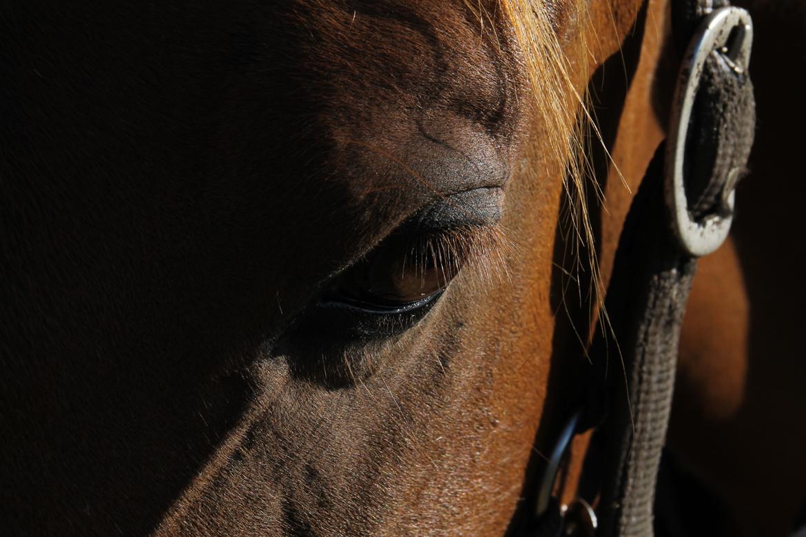 Holstener Figaro af Tjørnely billede 5