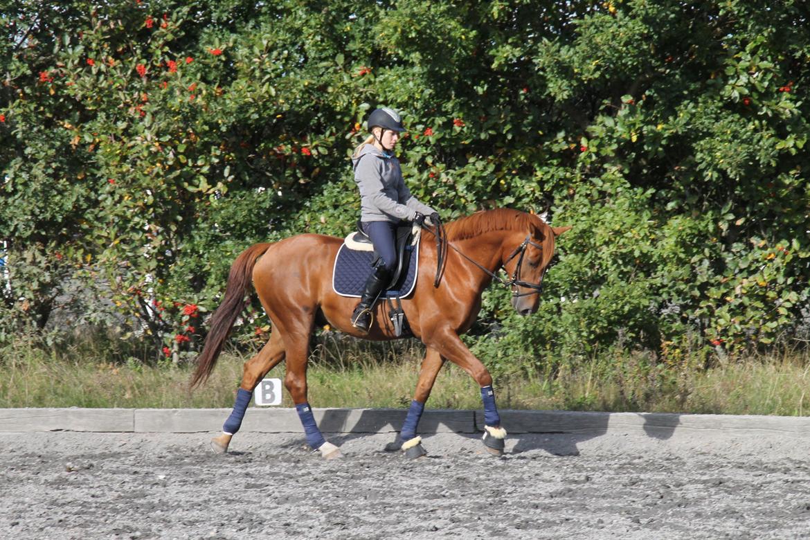 Holstener Figaro af Tjørnely billede 6