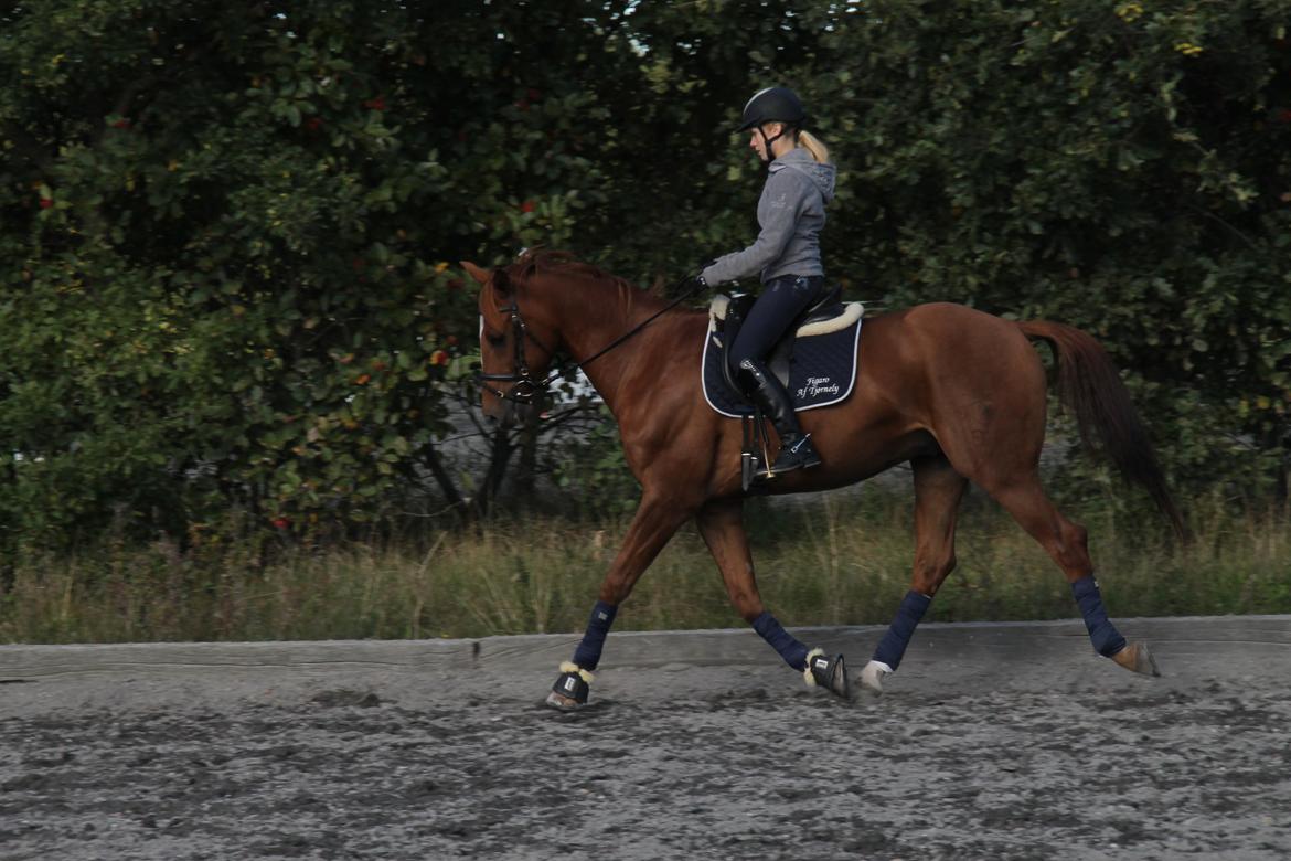 Holstener Figaro af Tjørnely billede 7