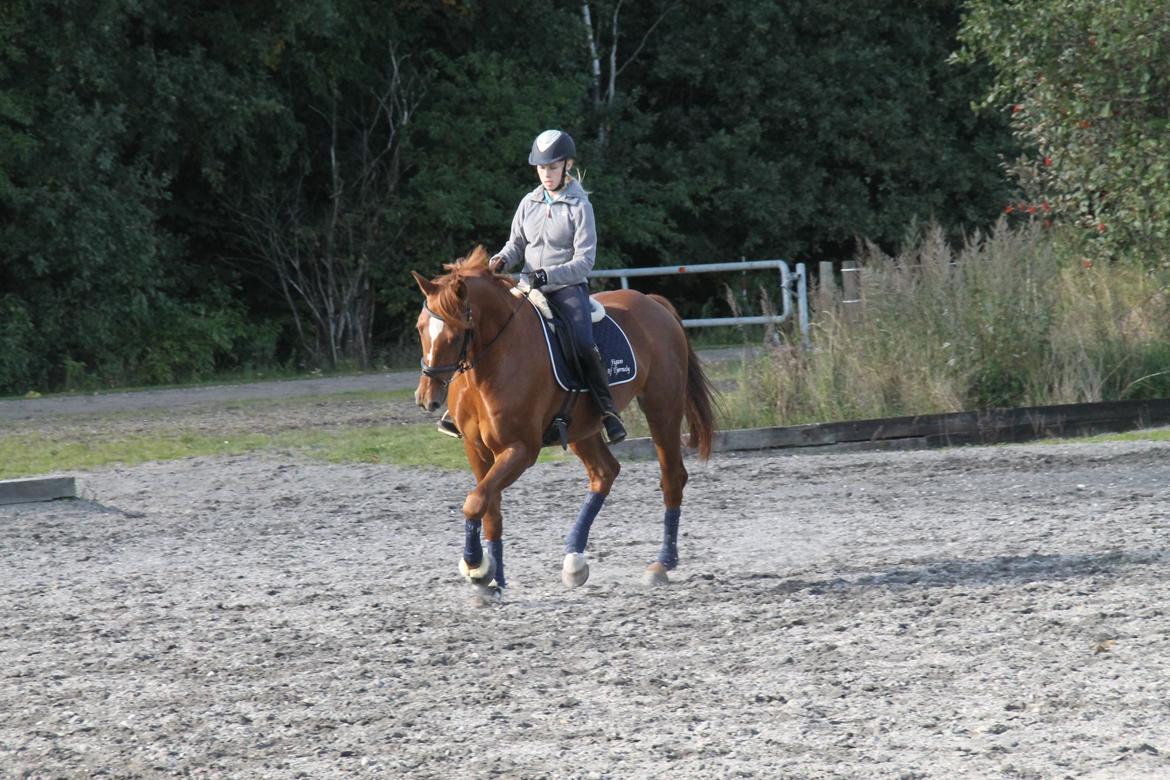 Holstener Figaro af Tjørnely billede 8