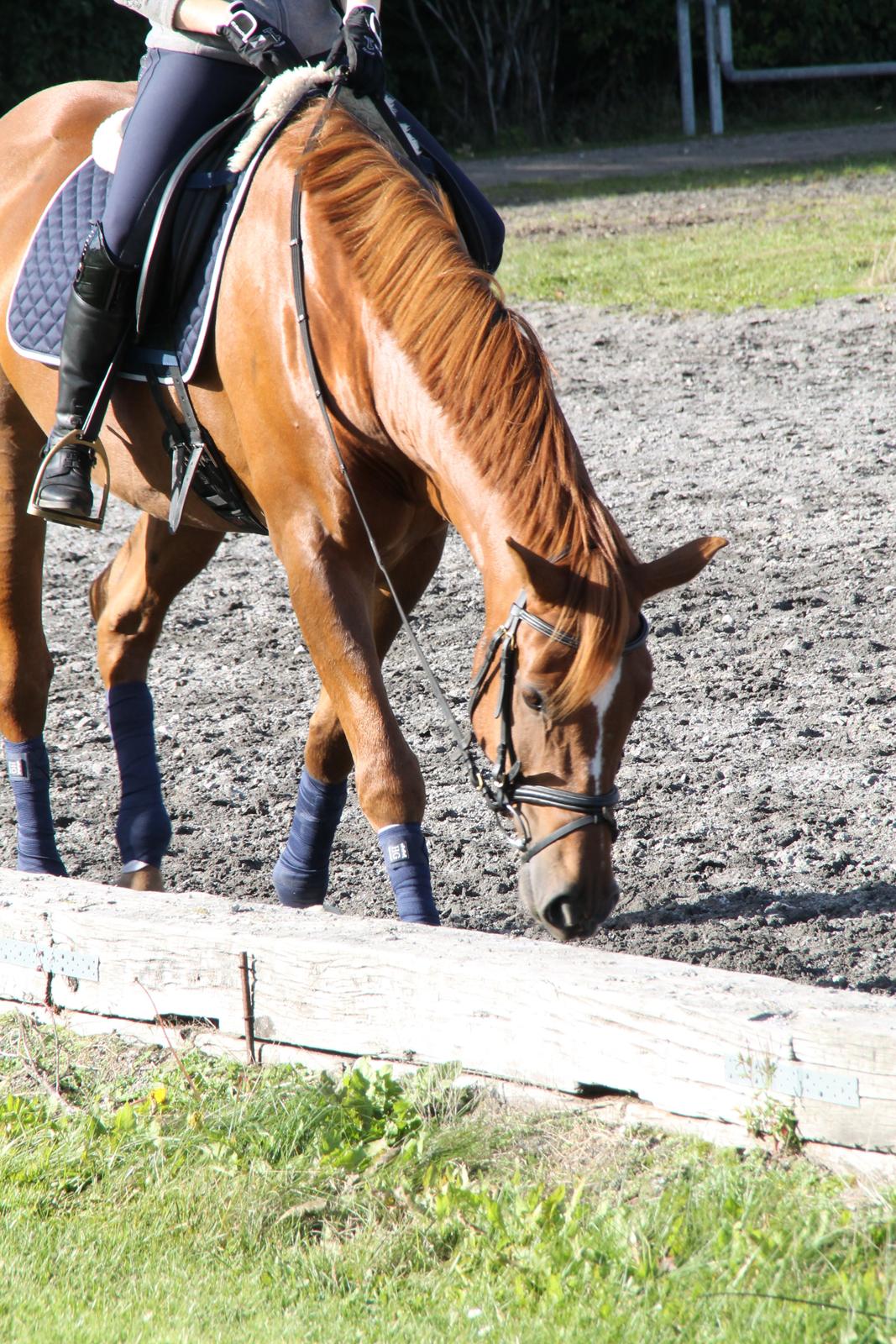 Holstener Figaro af Tjørnely billede 9