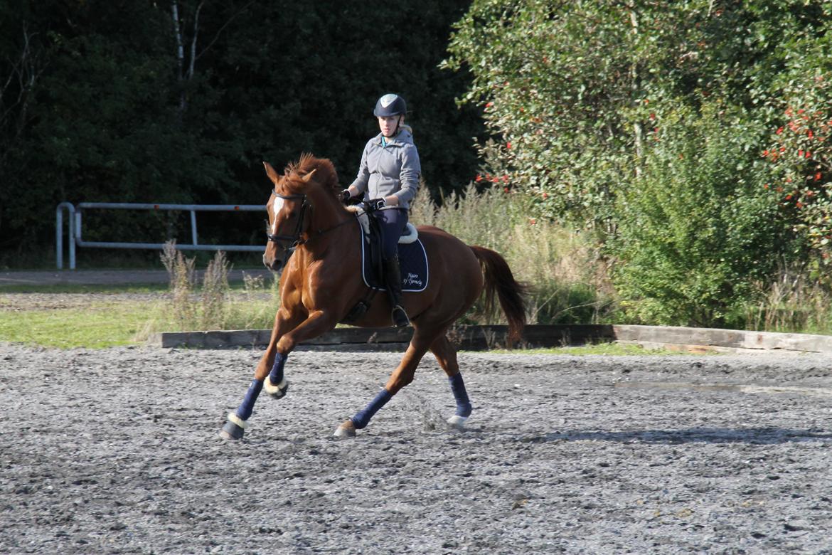 Holstener Figaro af Tjørnely - Søøde dreng <3 billede 10