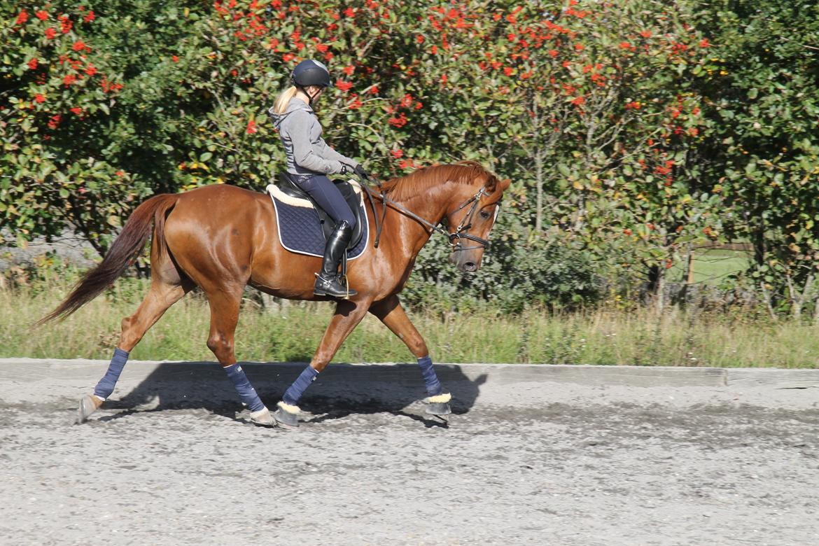 Holstener Figaro af Tjørnely billede 11