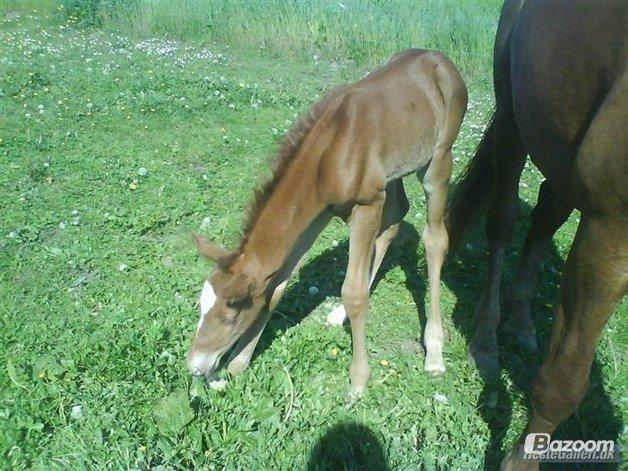 Holstener Figaro af Tjørnely - BAAAAABYYYY <3 billede 12