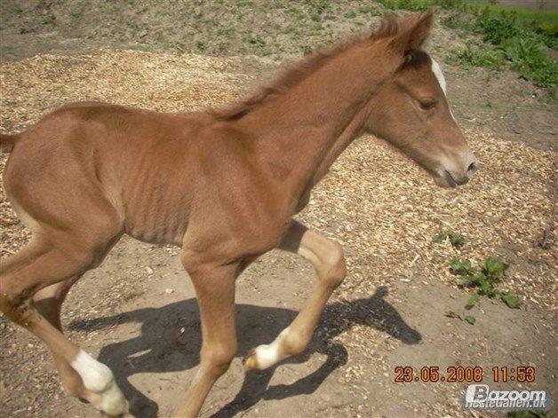 Holstener Figaro af Tjørnely billede 13