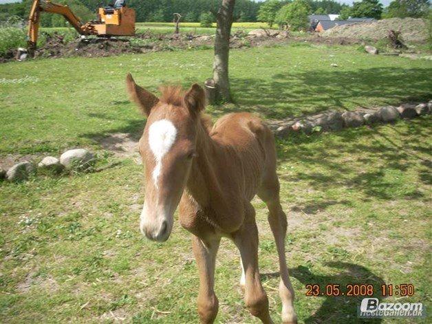 Holstener Figaro af Tjørnely billede 14