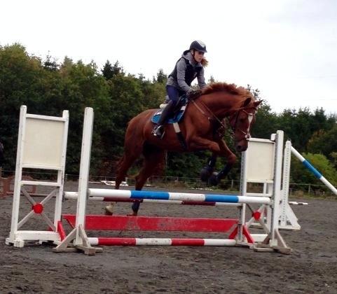 Holstener Figaro af Tjørnely billede 15