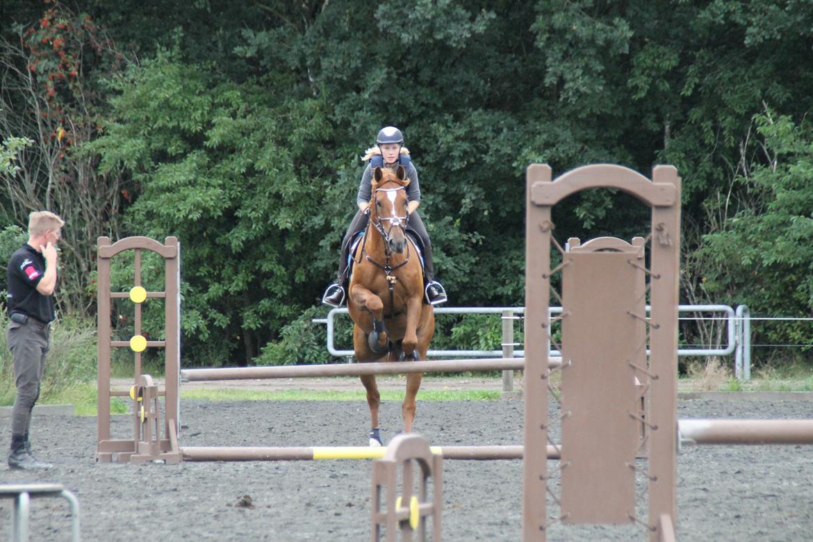 Holstener Figaro af Tjørnely billede 16