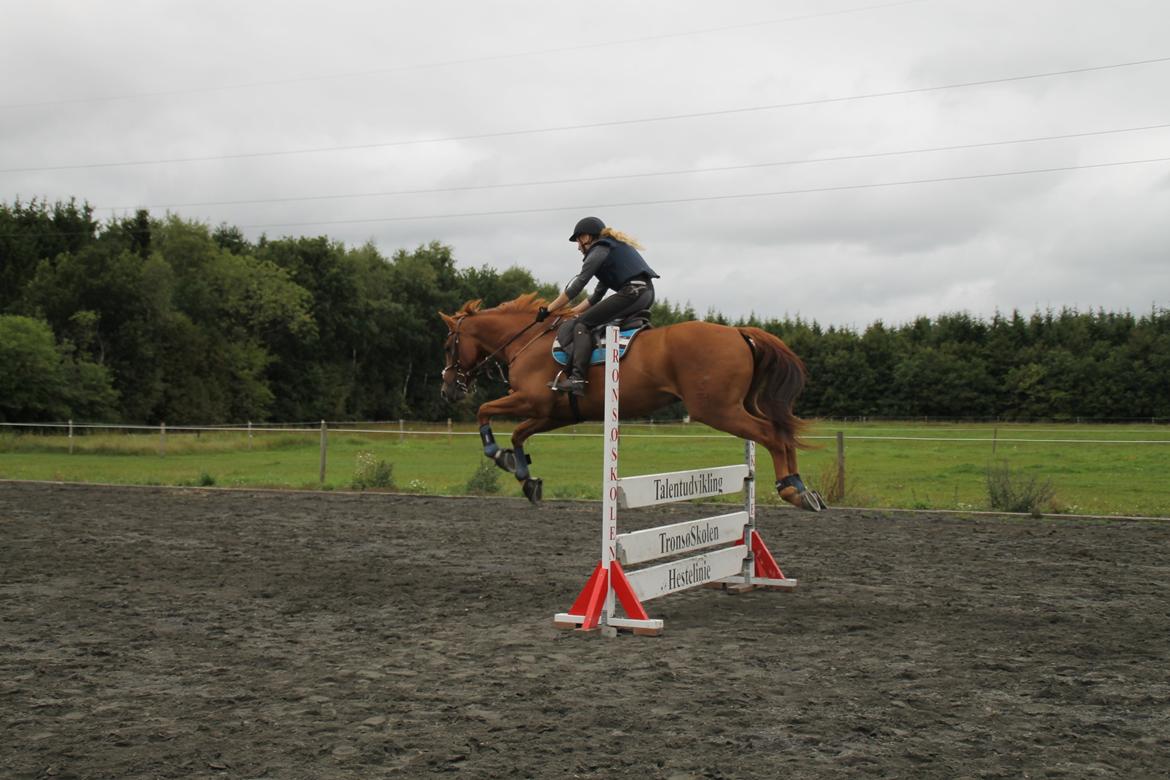 Holstener Figaro af Tjørnely billede 17