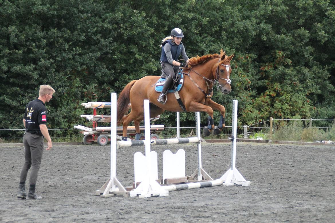 Holstener Figaro af Tjørnely - Faaarligt spring :p billede 18