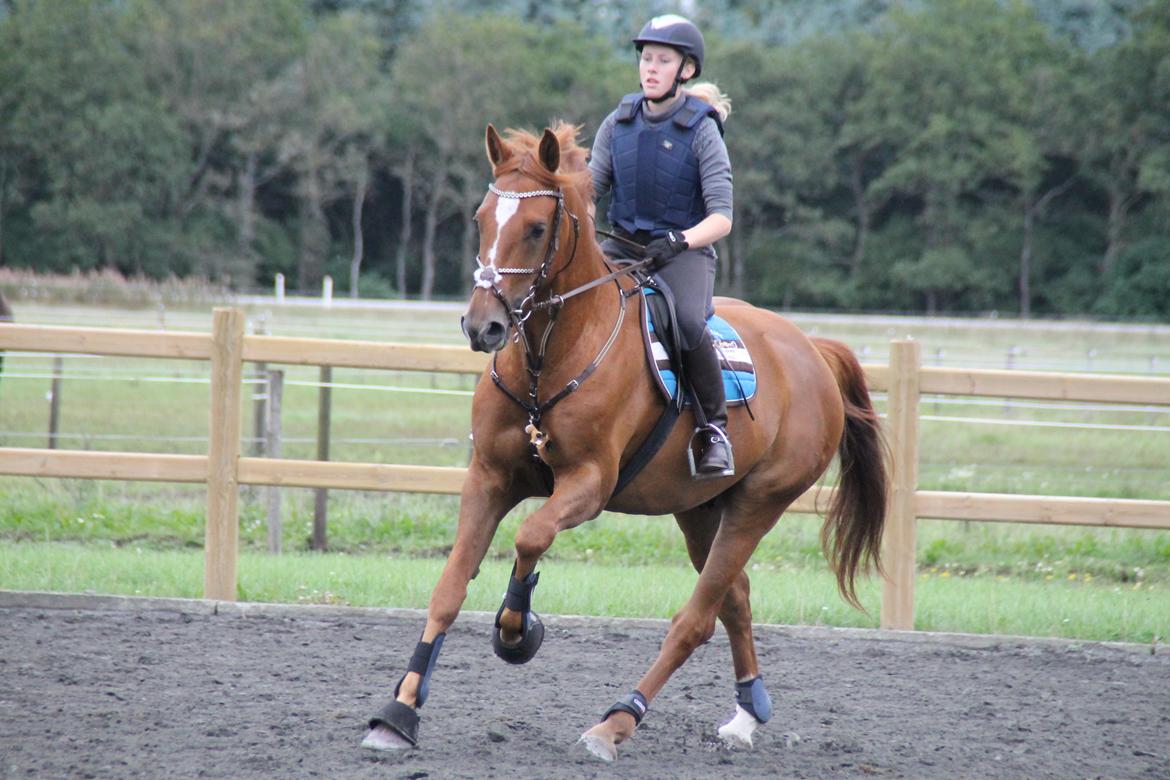 Holstener Figaro af Tjørnely billede 19