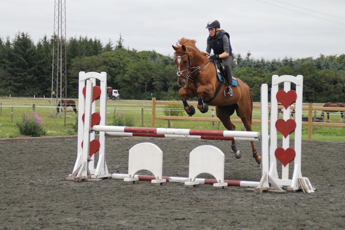 Holstener Figaro af Tjørnely billede 20