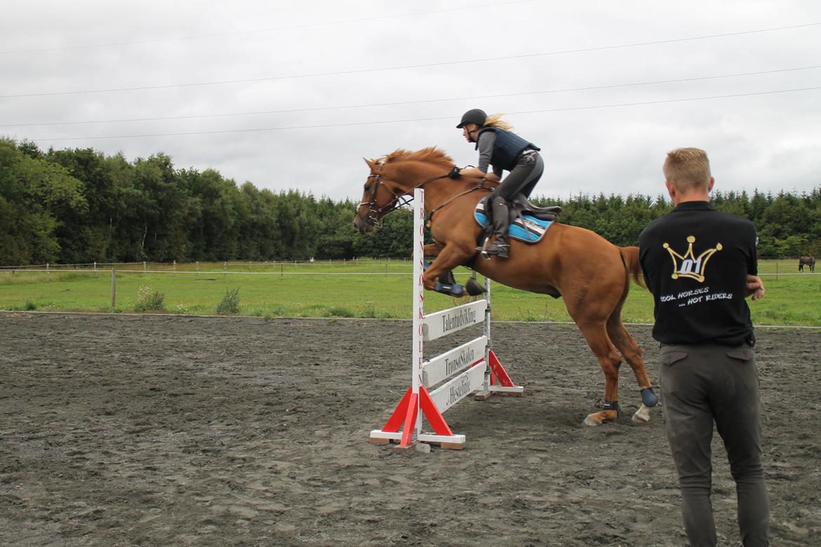 Holstener Figaro af Tjørnely billede 21