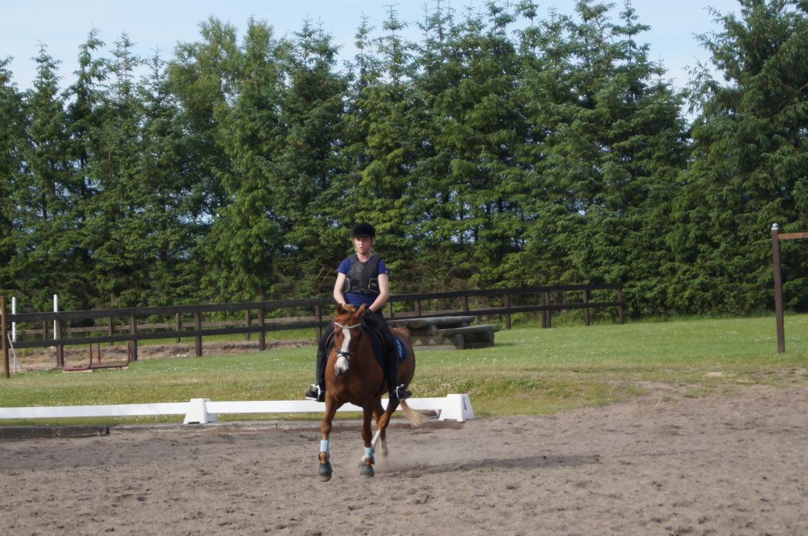 Anden særlig race Mon Cheri<3 - Dressur undervisning sommeren 2013<3
-hos Morten Bennetsen<3 billede 5