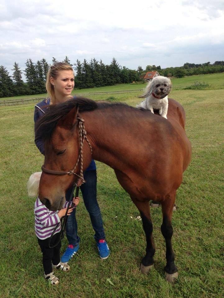 Islænder Vigdis fra Frederiksdal billede 19