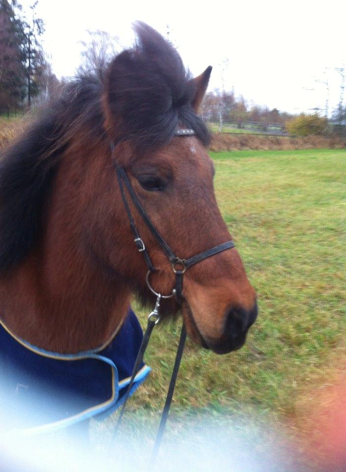Islænder Vigdis fra Frederiksdal billede 6