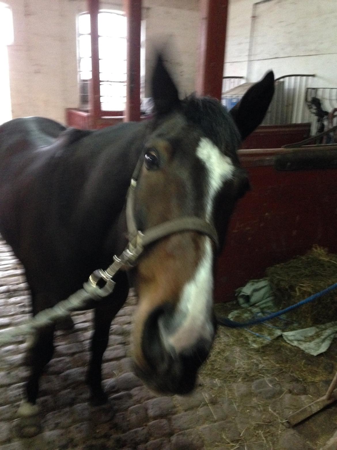 Traver Nok`en svimmel billede 2