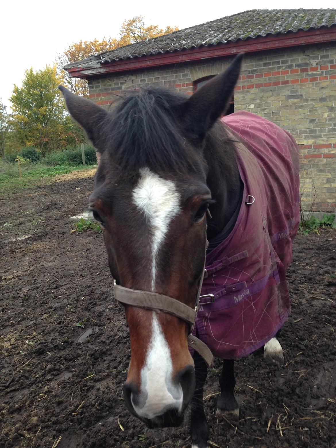 Traver Nok`en svimmel billede 3