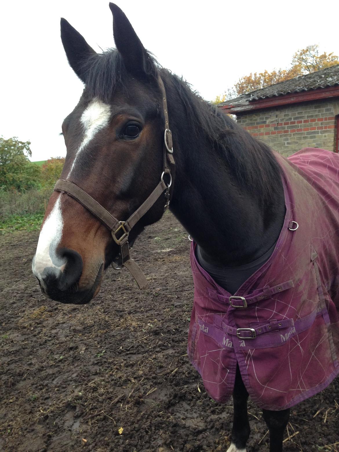 Traver Nok`en svimmel billede 5