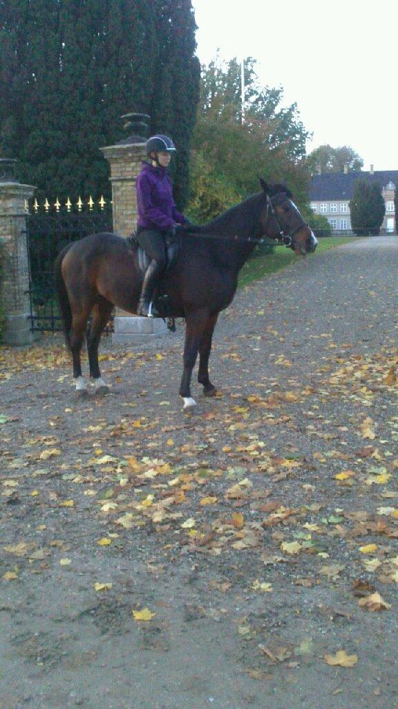 Traver Nok`en svimmel billede 6