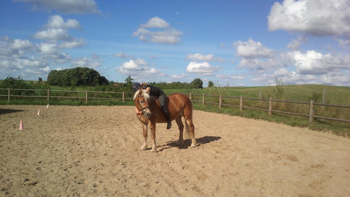 Haflinger 16734/T Corlita - Min definition af at ride :) billede 2