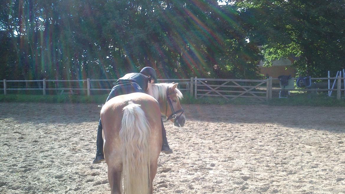 Haflinger 16734/T Corlita billede 3