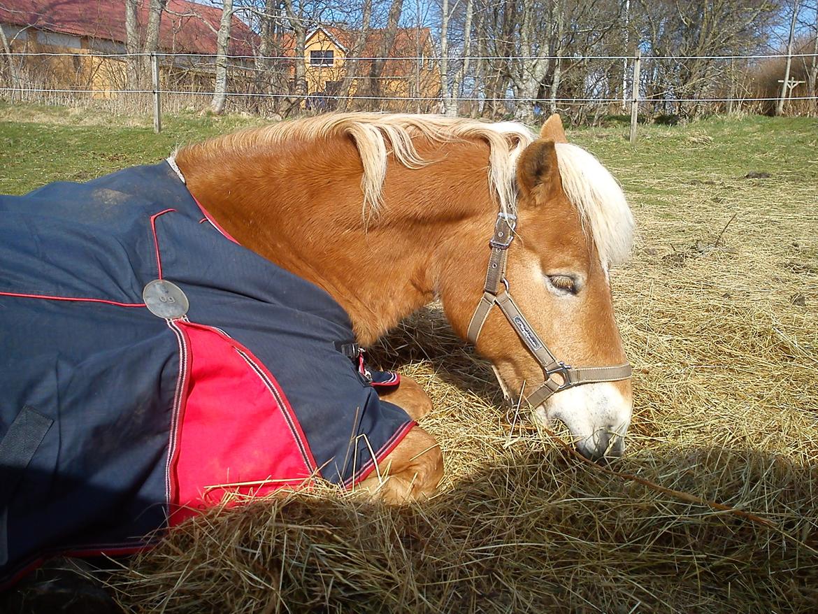 Haflinger 16734/T Corlita - Man behøver da ikke stå op for at spise, når man kan ligge ned :) billede 1