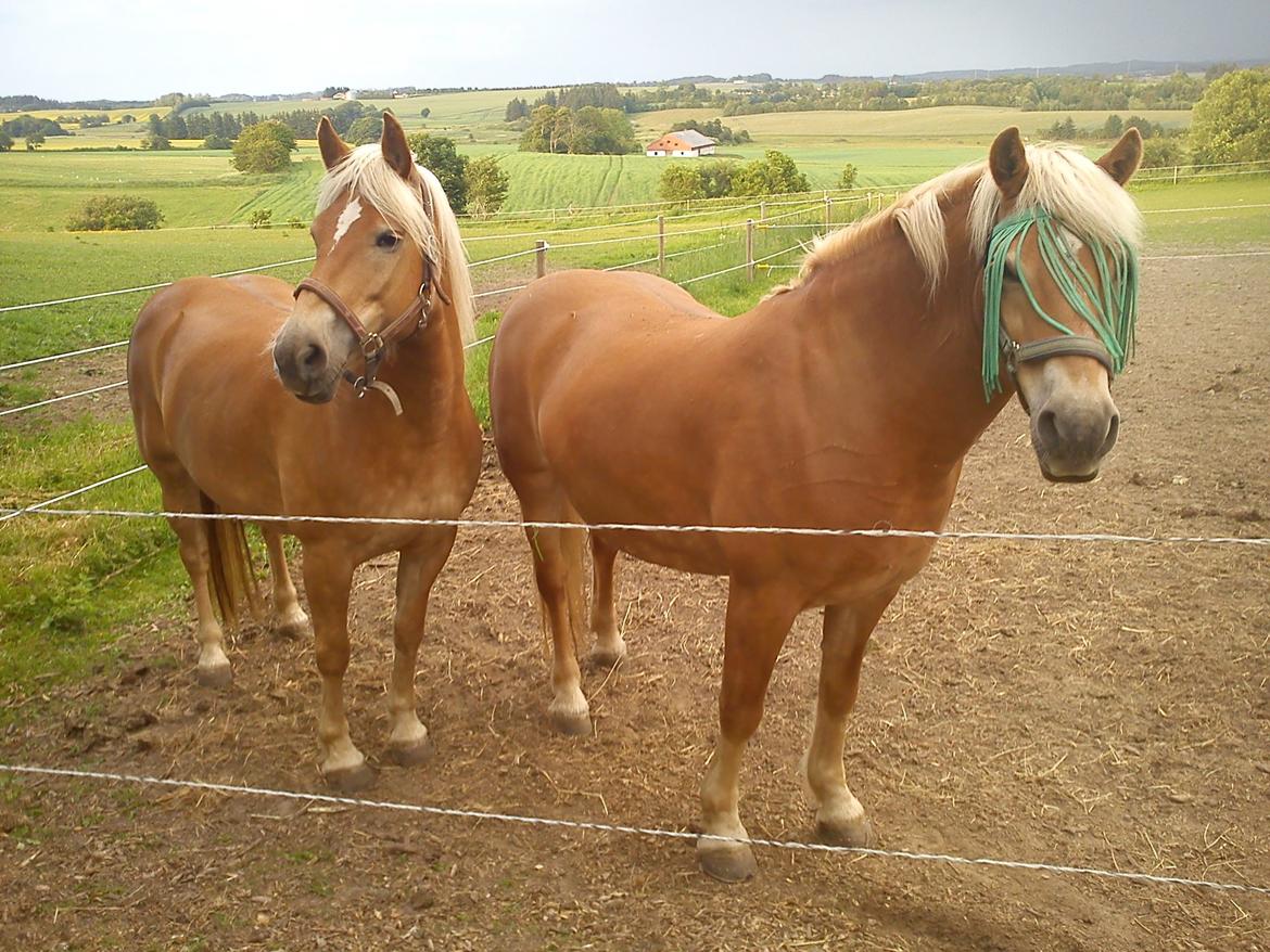 Haflinger 16734/T Corlita - Corlita sammen med Sally billede 4