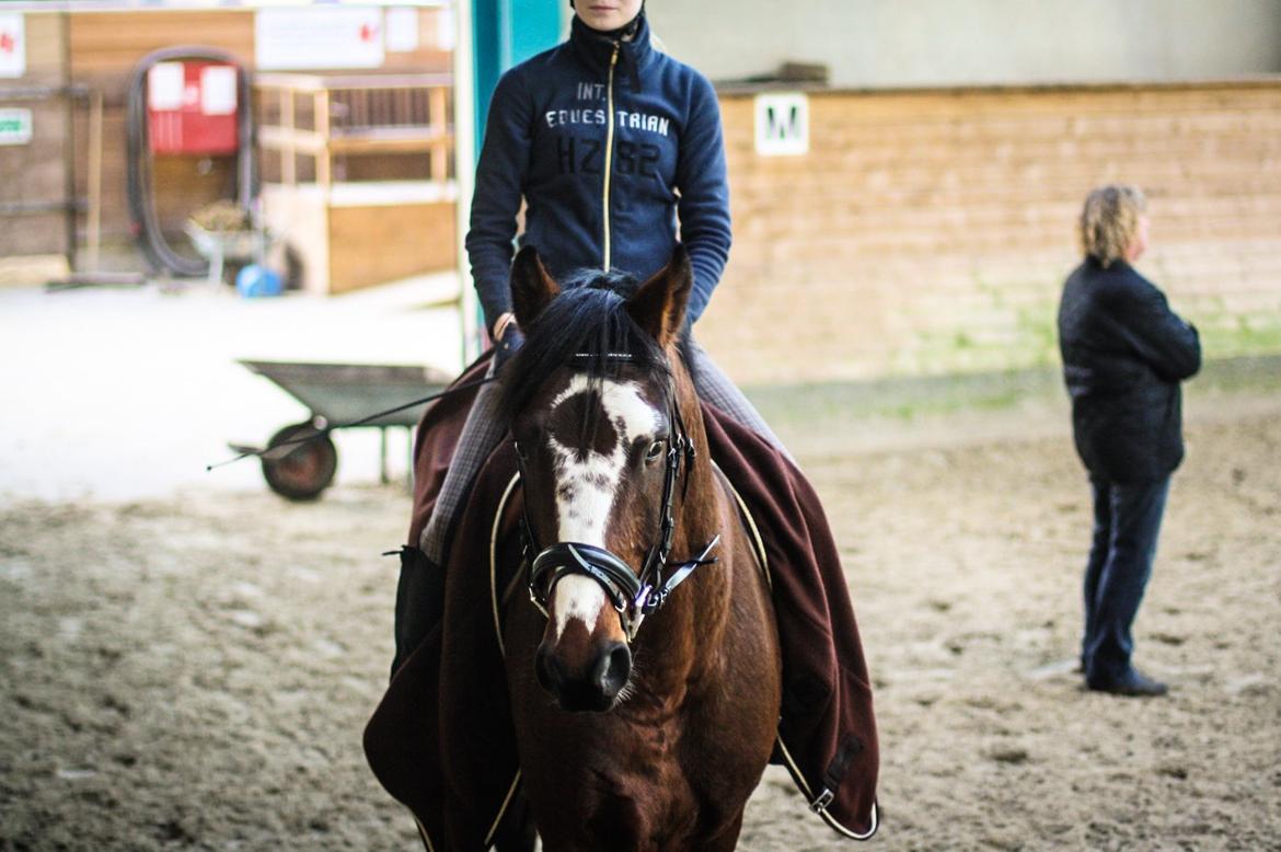 Hollandsk Varmblod Nim Con Calma billede 3