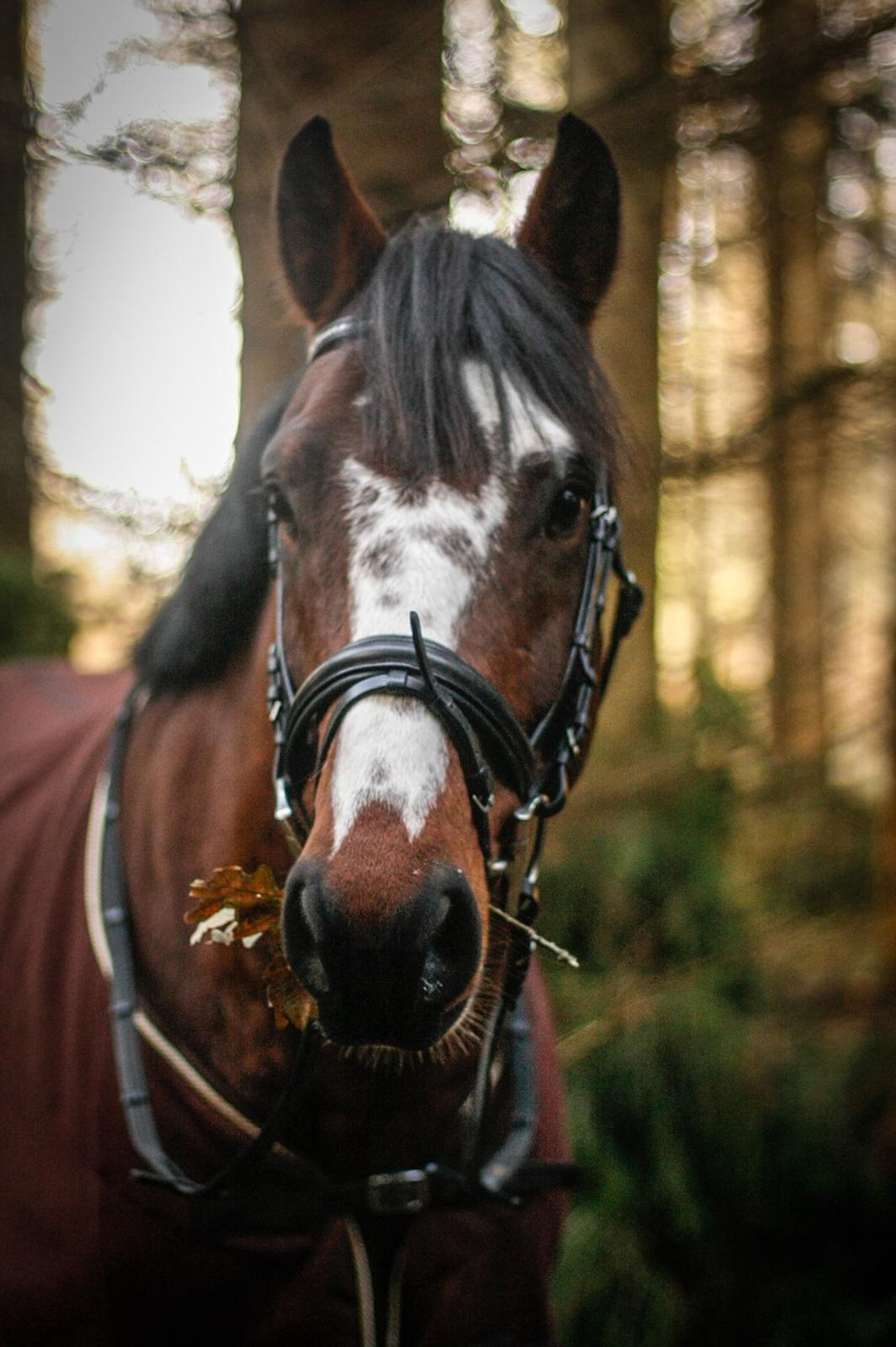 Hollandsk Varmblod Nim Con Calma billede 6