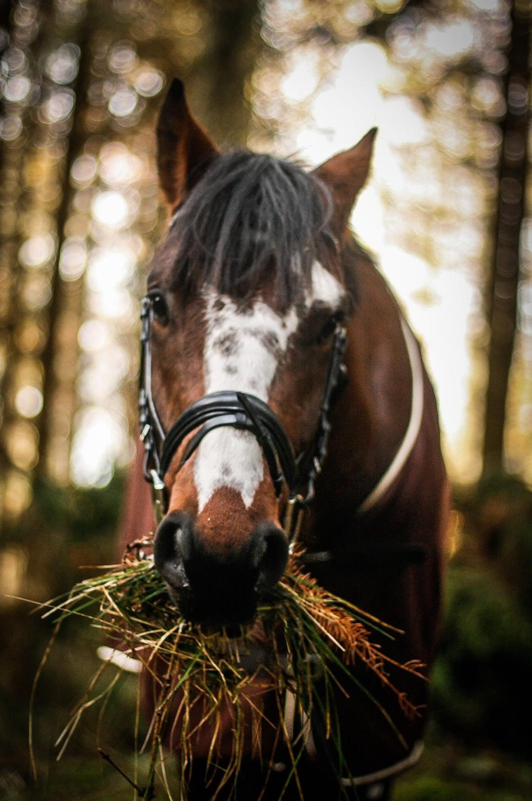 Hollandsk Varmblod Nim Con Calma billede 1