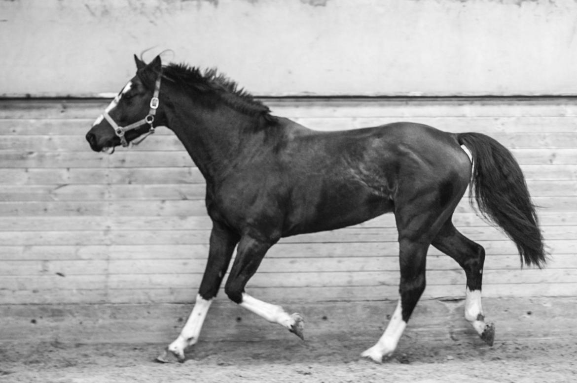 Hollandsk Varmblod Nim Con Calma billede 7