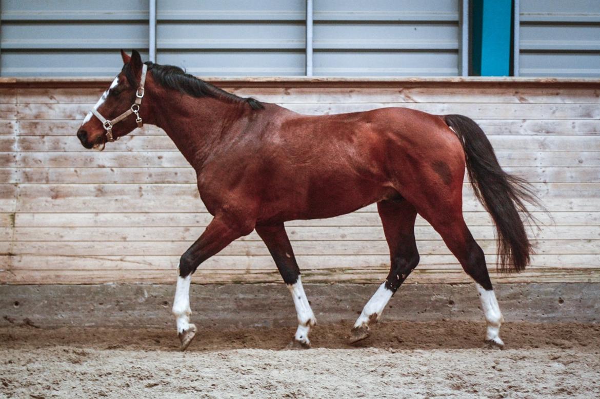 Hollandsk Varmblod Nim Con Calma billede 9