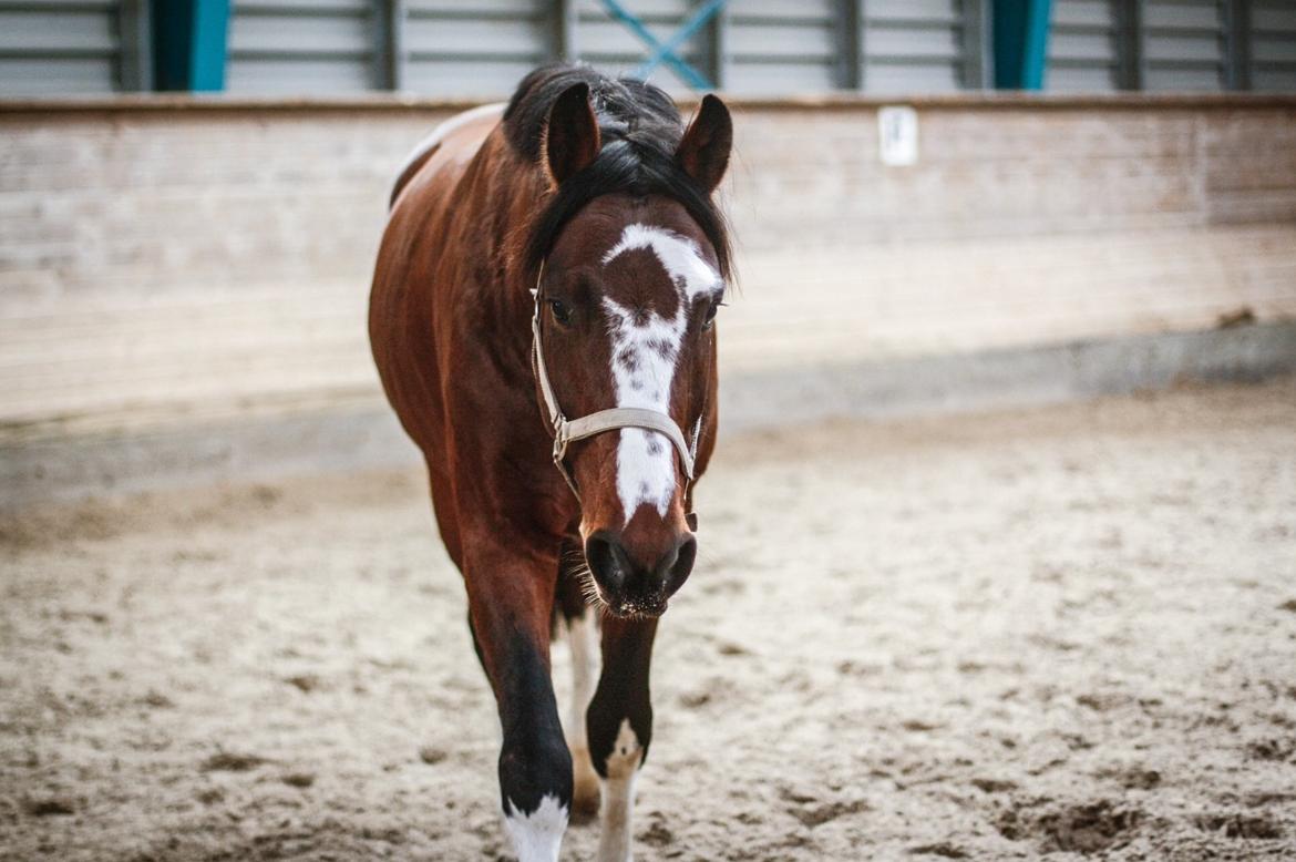 Hollandsk Varmblod Nim Con Calma billede 10