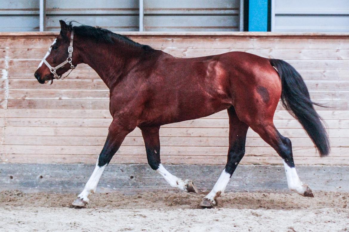 Hollandsk Varmblod Nim Con Calma billede 4