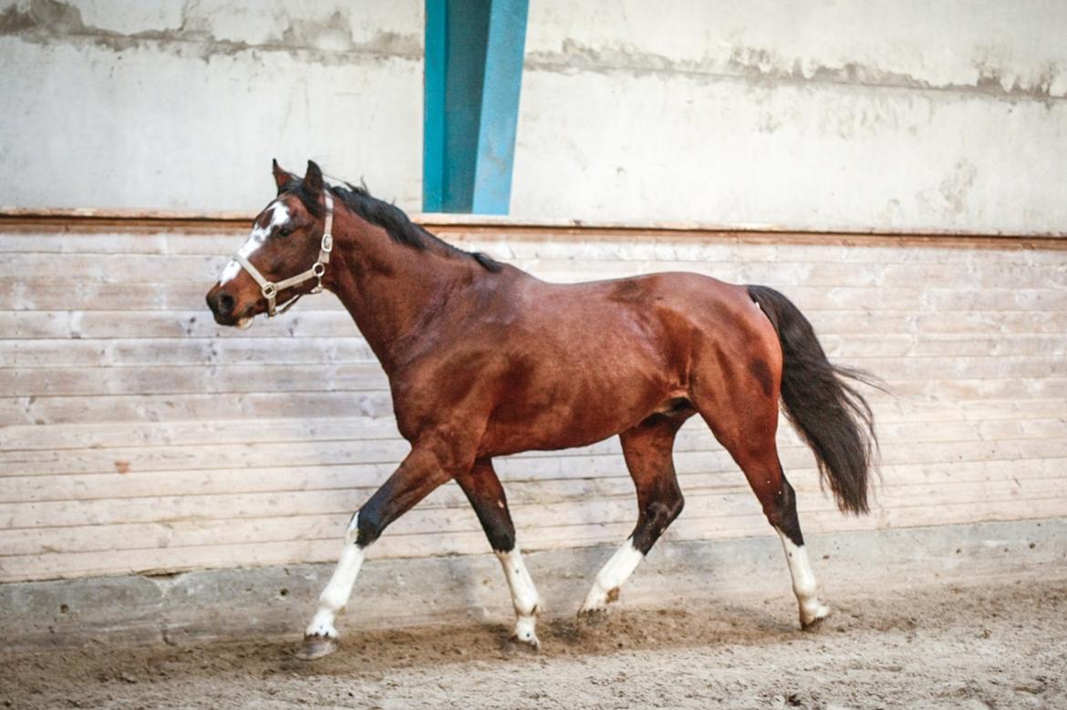 Hollandsk Varmblod Nim Con Calma billede 11