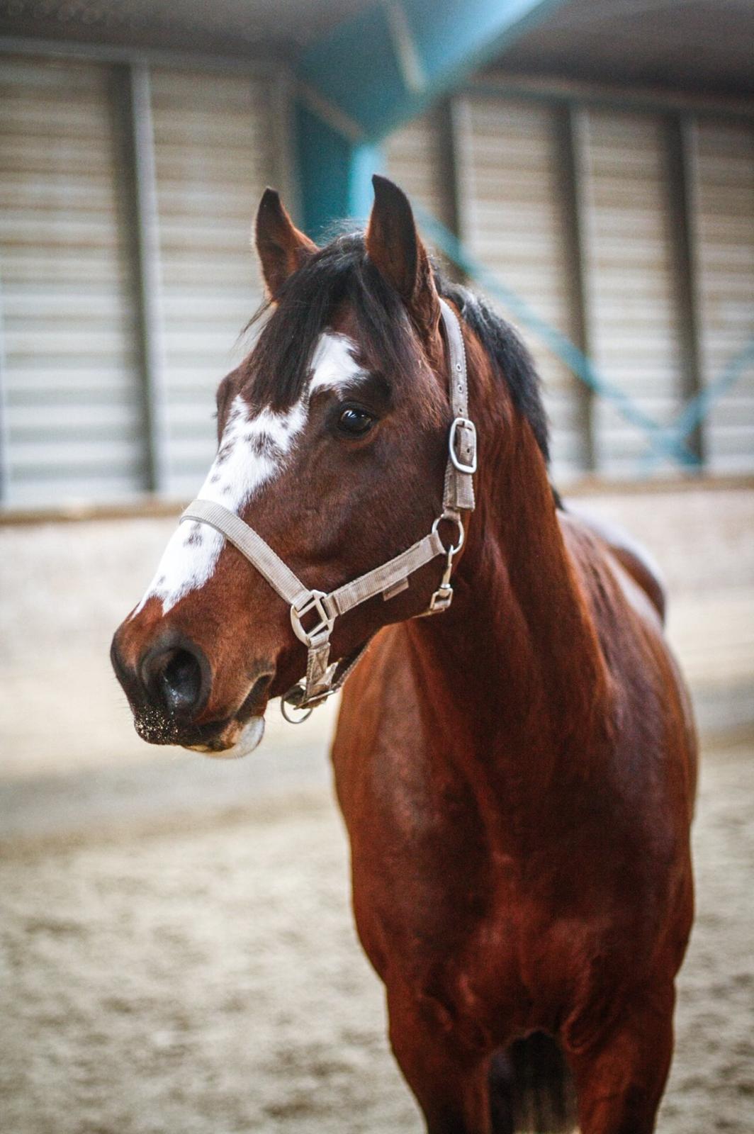 Hollandsk Varmblod Nim Con Calma billede 12