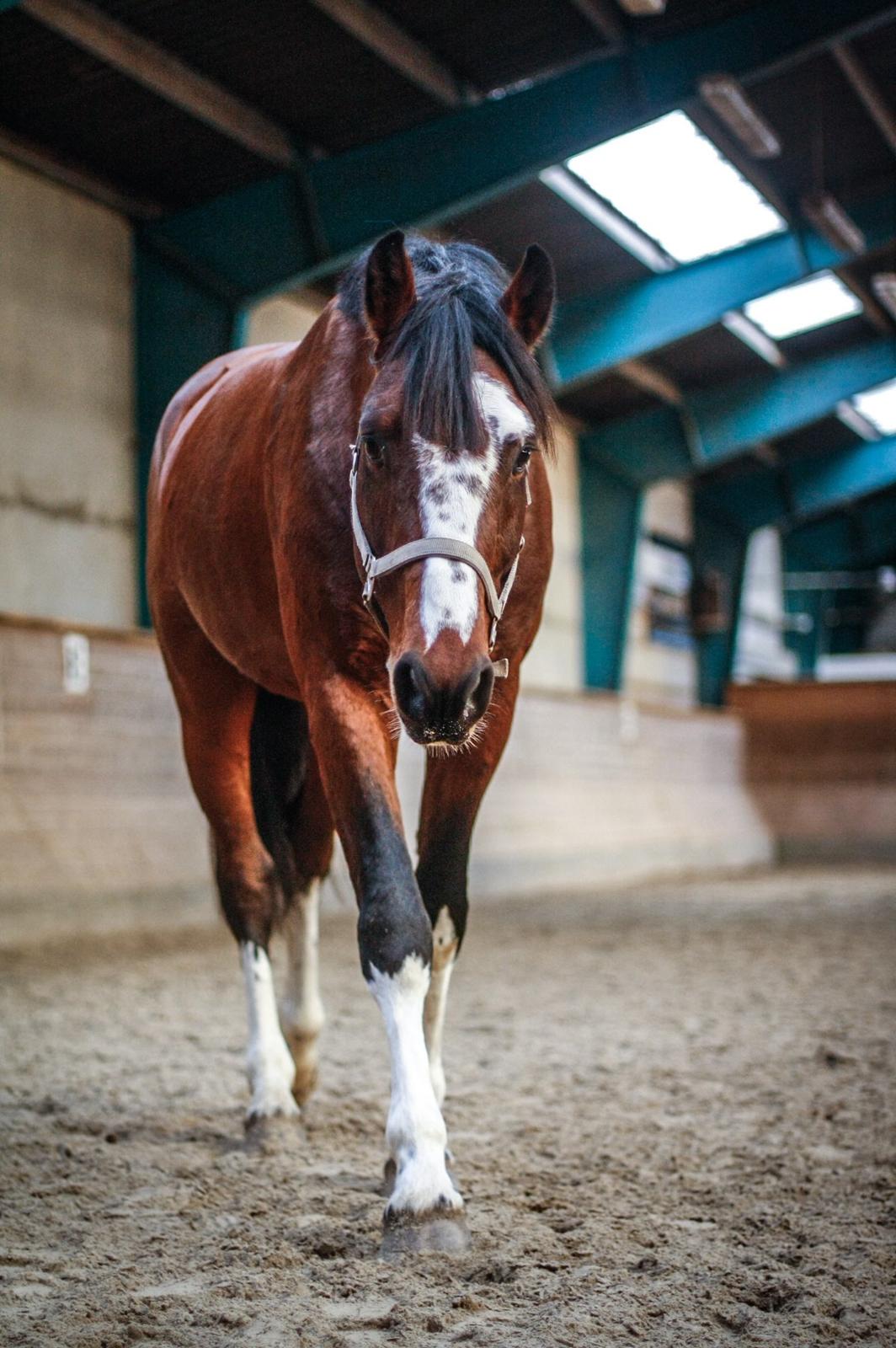 Hollandsk Varmblod Nim Con Calma billede 13