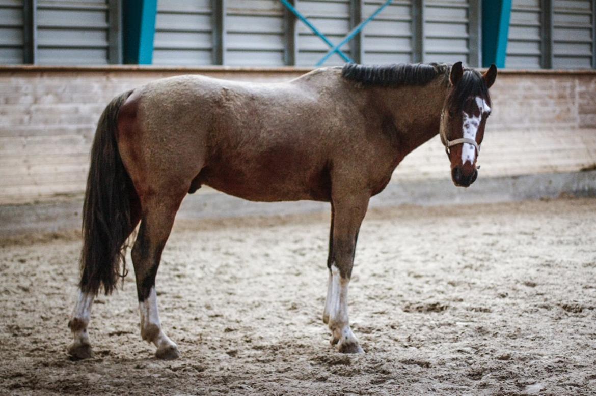 Hollandsk Varmblod Nim Con Calma billede 14