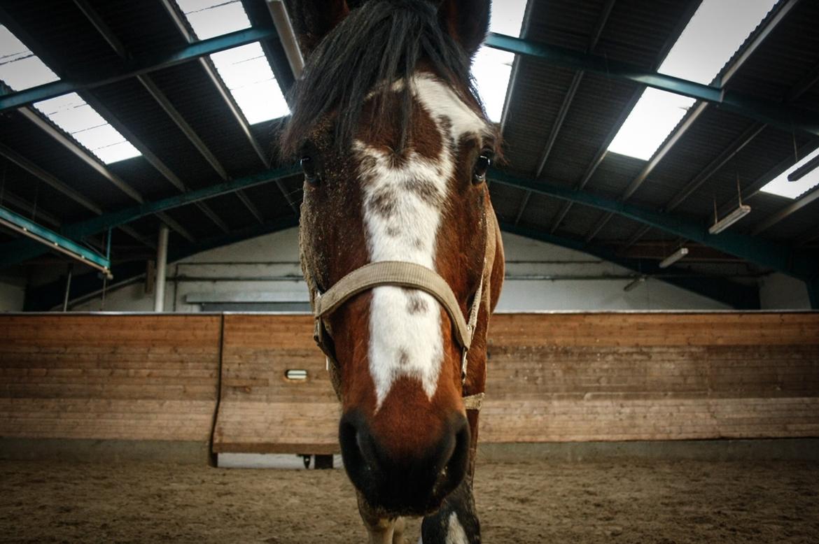 Hollandsk Varmblod Nim Con Calma billede 15