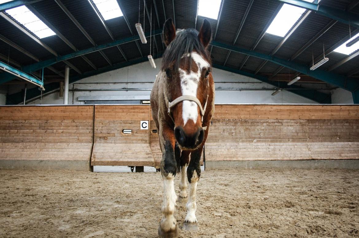 Hollandsk Varmblod Nim Con Calma billede 16