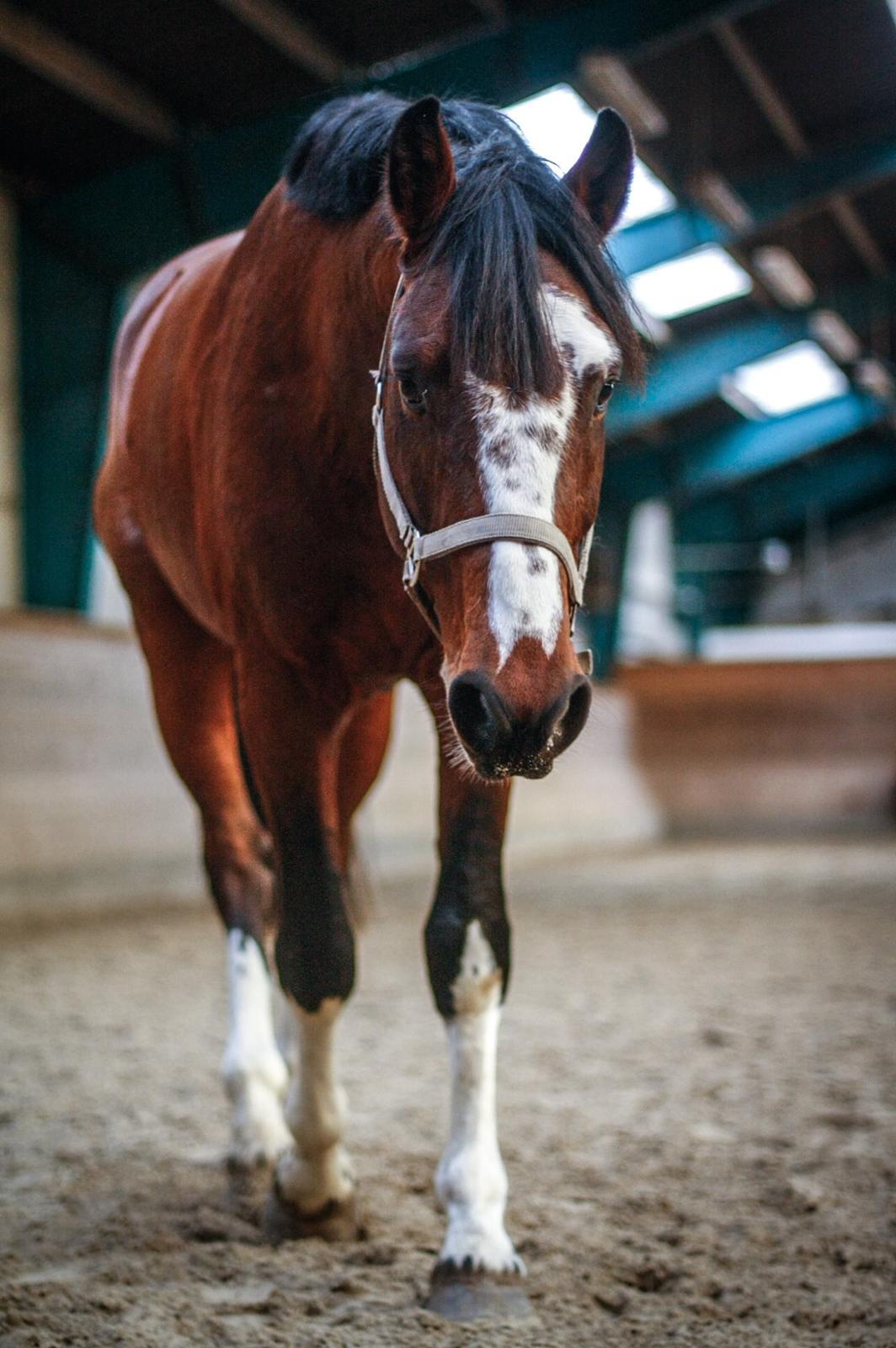 Hollandsk Varmblod Nim Con Calma billede 2