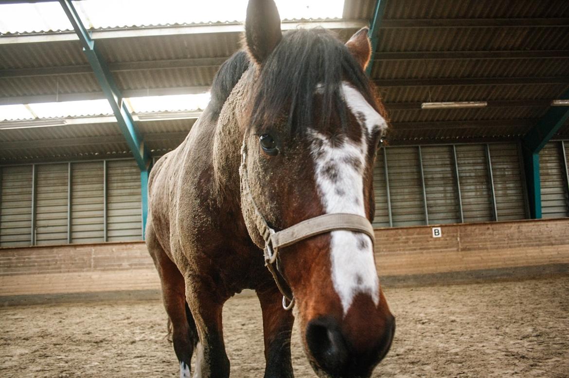 Hollandsk Varmblod Nim Con Calma billede 8