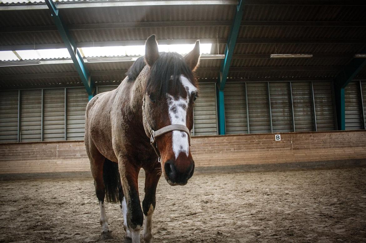 Hollandsk Varmblod Nim Con Calma billede 17