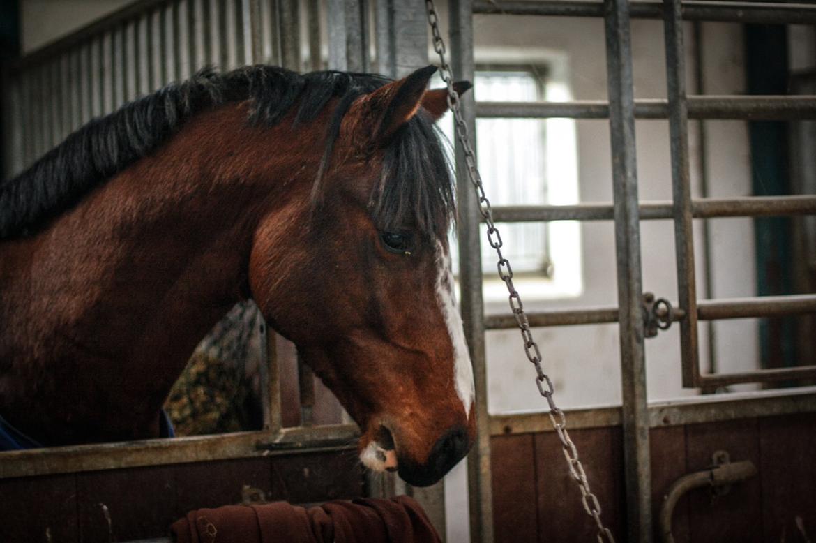 Hollandsk Varmblod Nim Con Calma billede 18