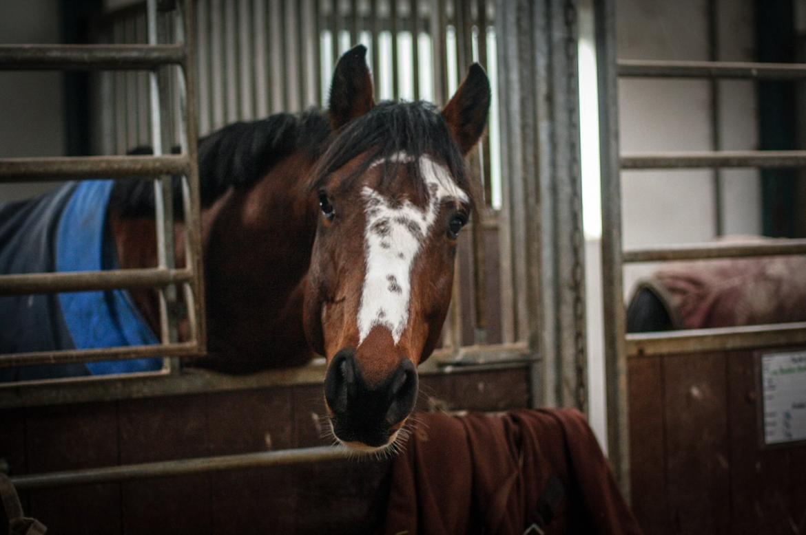 Hollandsk Varmblod Nim Con Calma billede 19